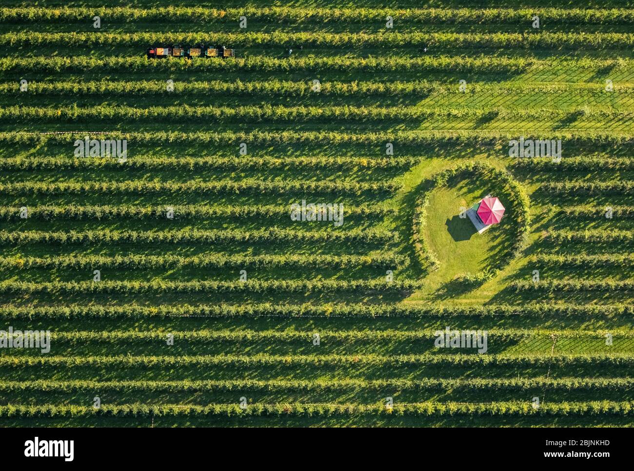 Piccolo cottage in una piantagione di mele presso l'Hof Mertin a Wolfsacker a Scharnhorst, 22.09.2016, vista aerea, Germania, Nord Reno-Westfalia, Ruhr Area, Dortmund Foto Stock