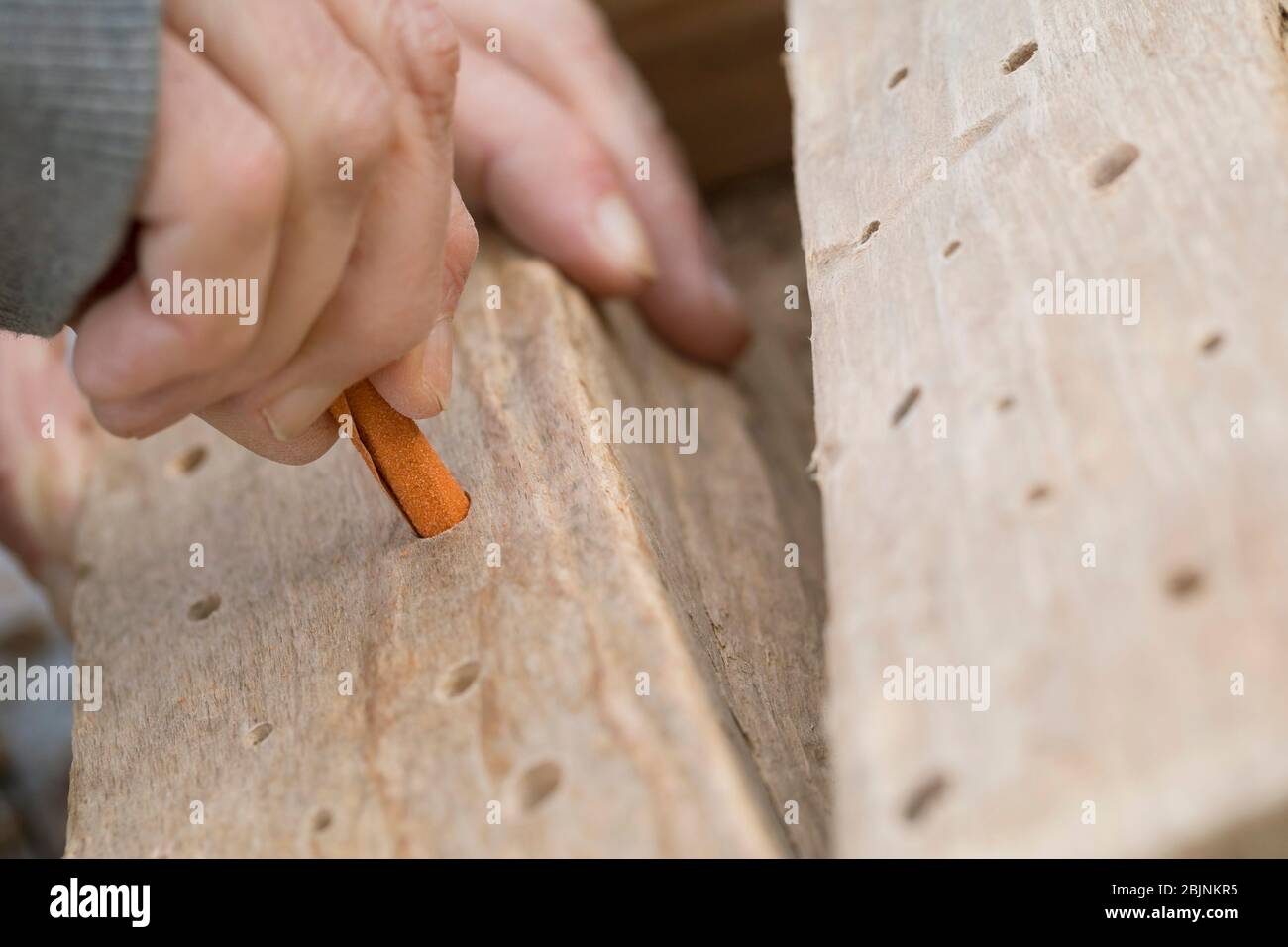 aiuto per annidamento di api selvatiche, levigatura di fori in legno duro con carta smeriglio Foto Stock