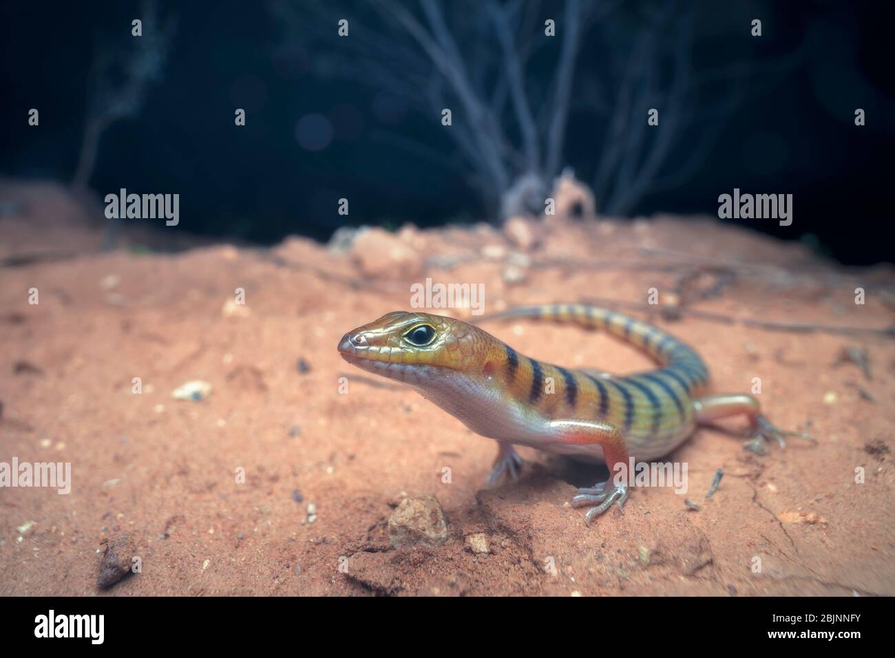 Nuotatore di sabbia a bande larghe di notte, Australia Foto Stock