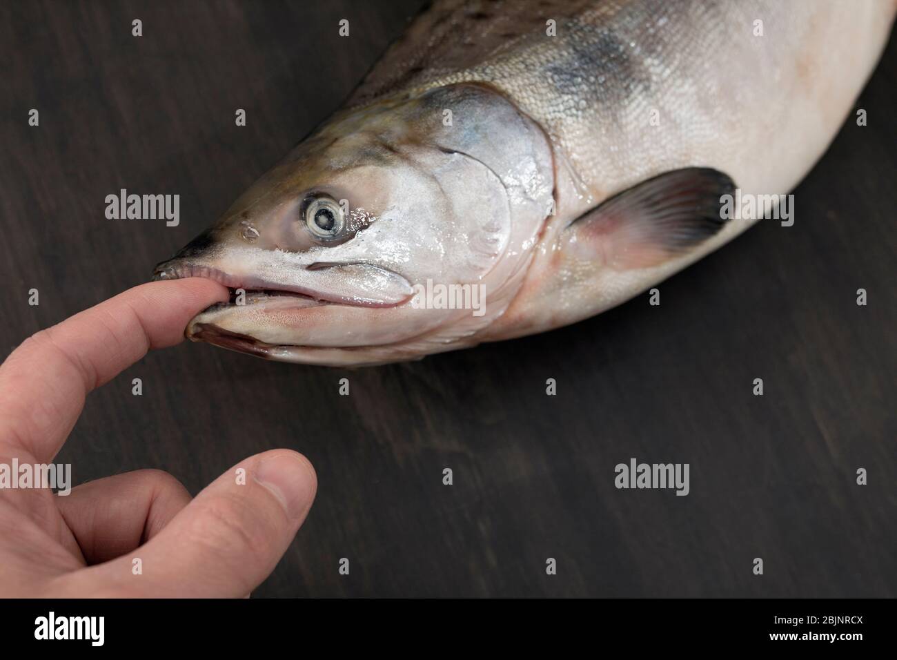 Vista ravvicinata dei pesci d'acqua dolce che giacciono sul tavolo tenendo il dito umano in bocca. Non rinunciare mai, prendendo un concetto di pescatore. Illustrazione dell'articolo A. Foto Stock