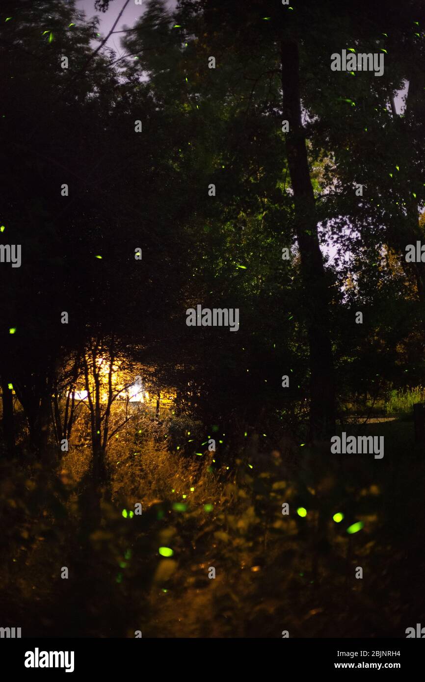 Un'immagine composita che mostra lucciole che lampeggiano di notte con luci di una casa sullo sfondo, con alberi sullo sfondo, a Ithaca, New York, USA Foto Stock