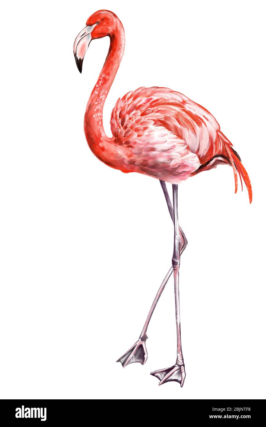 Flamingo è un bellissimo uccello, illustrazione d'arte dipinta con acquerelli isolati su sfondo bianco. Foto Stock