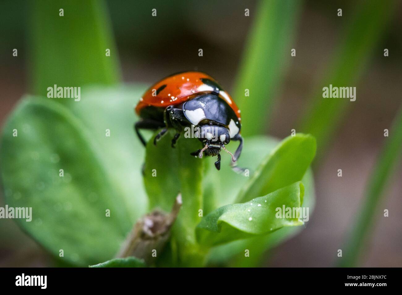 Ladybug, Marienkäfer (Coccinellidae) Foto Stock