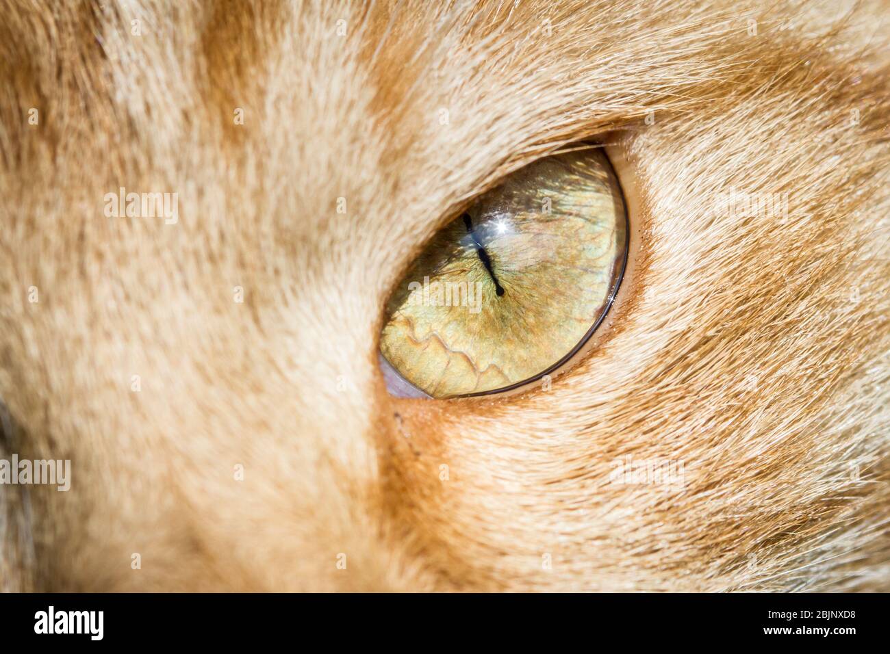 Macro fotografia dell'occhio di un gatto Foto Stock