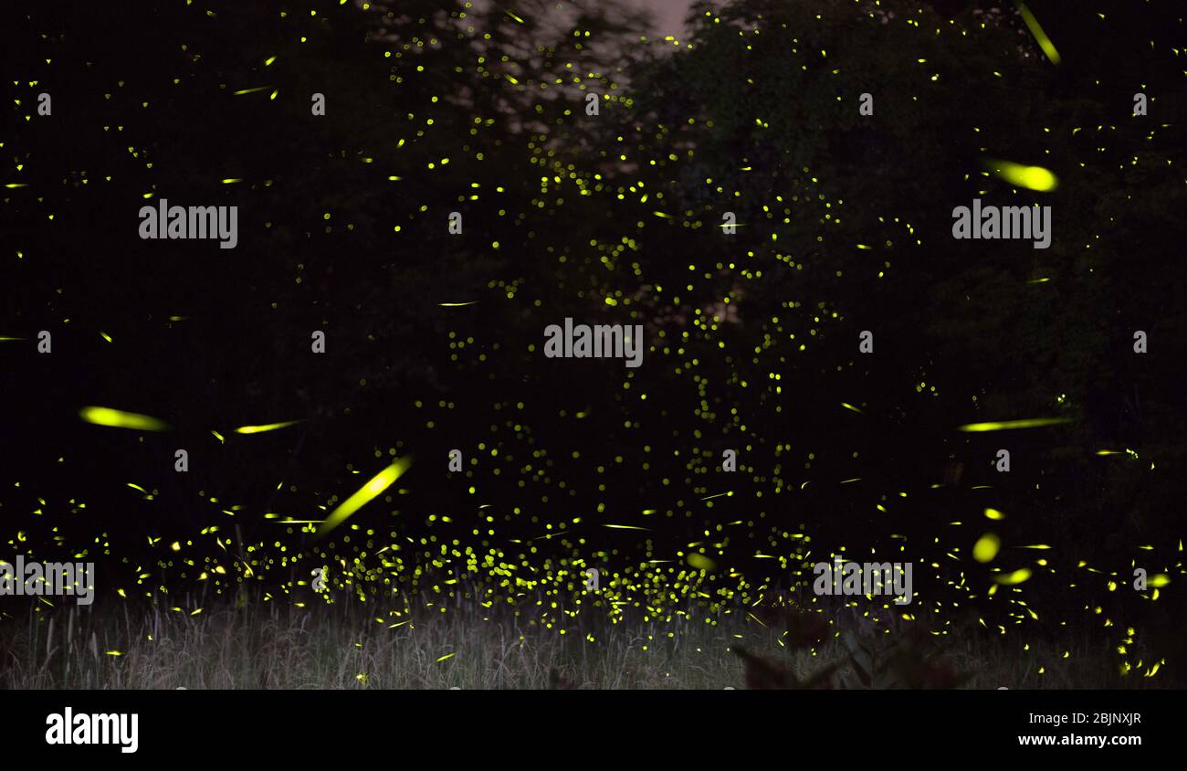 Un'immagine composita che mostra centinaia di lucciole che lampeggiano di notte in un campo, con alberi sullo sfondo, nello stato di New York, USA Foto Stock