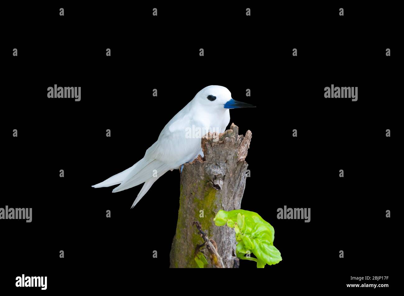 Poppa bianca, Gygis alba, un piccolo sabirdo che si trova attraverso gli oceani tropicali del mondo, conosciuto come la fata terna, angelo terna e bianco noddy in inglese Foto Stock