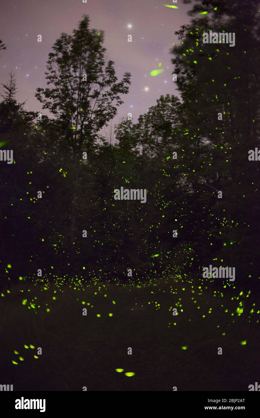 Un'immagine composita che mostra centinaia di lucciole che lampeggiano di notte in un campo, con alberi sullo sfondo e stelle visibili, nello stato di New York, USA Foto Stock