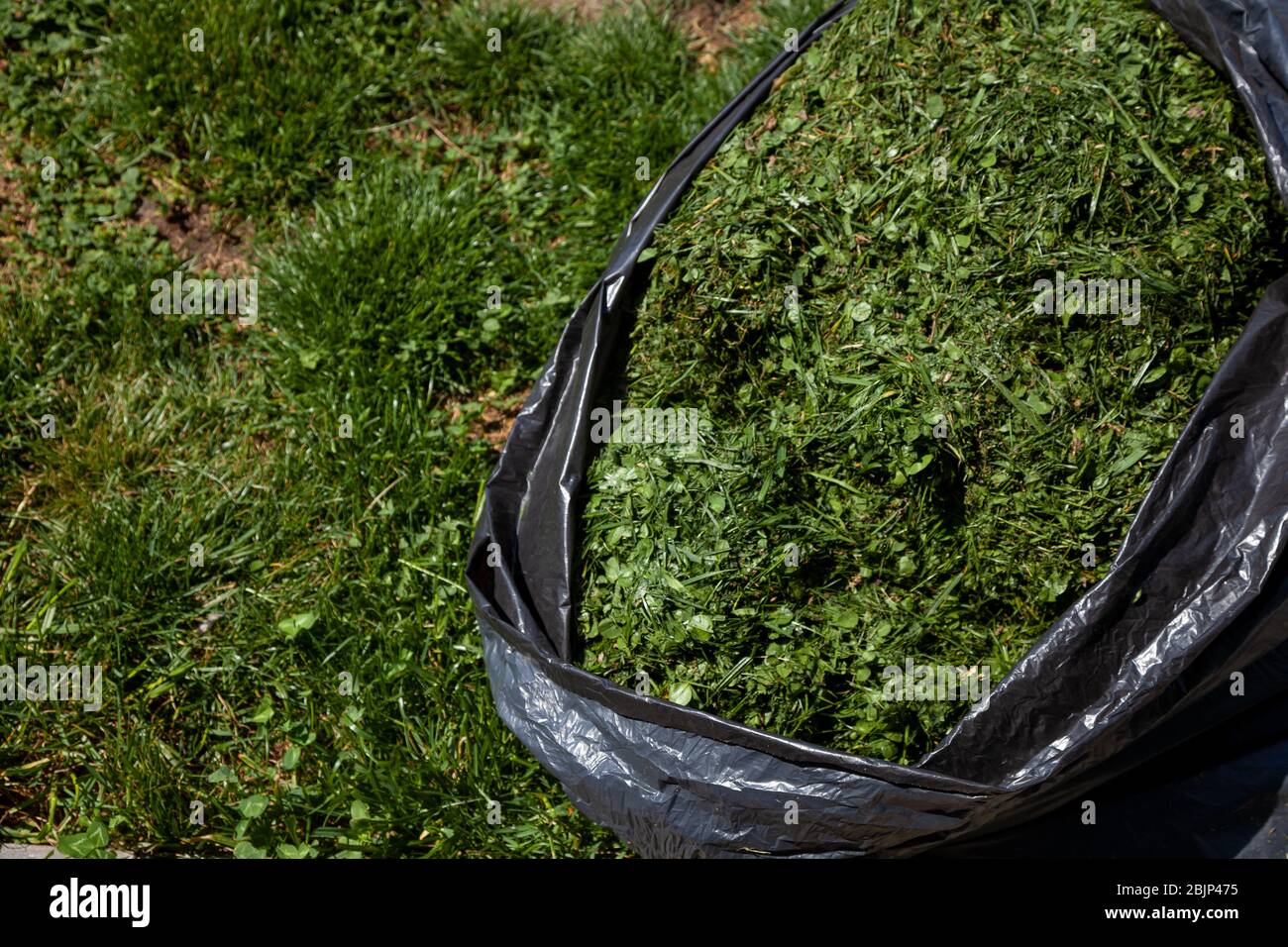 Sacchetto nero di erba falciata sul prato. Erba da un tosaerba - alimentazione animale. Falciare il prato. Erba falciante. Sfondo verde Foto Stock