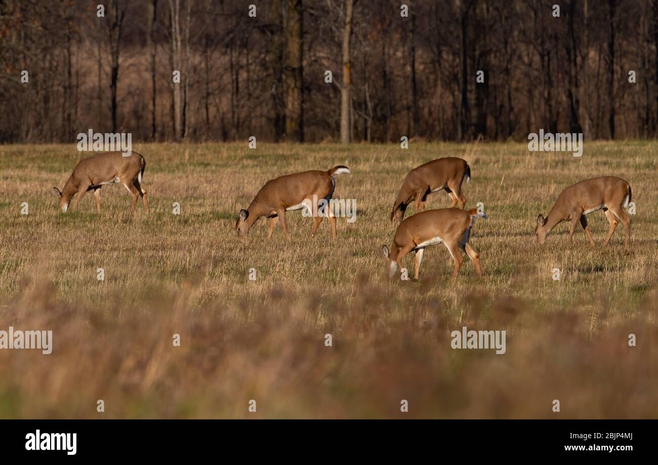 Femmine di cervo dalla coda bianca che pascolano in autunno durante la rovina in Canada Foto Stock