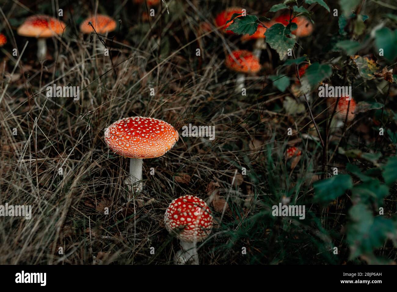 Toadstool di funghi nella foresta Foto Stock