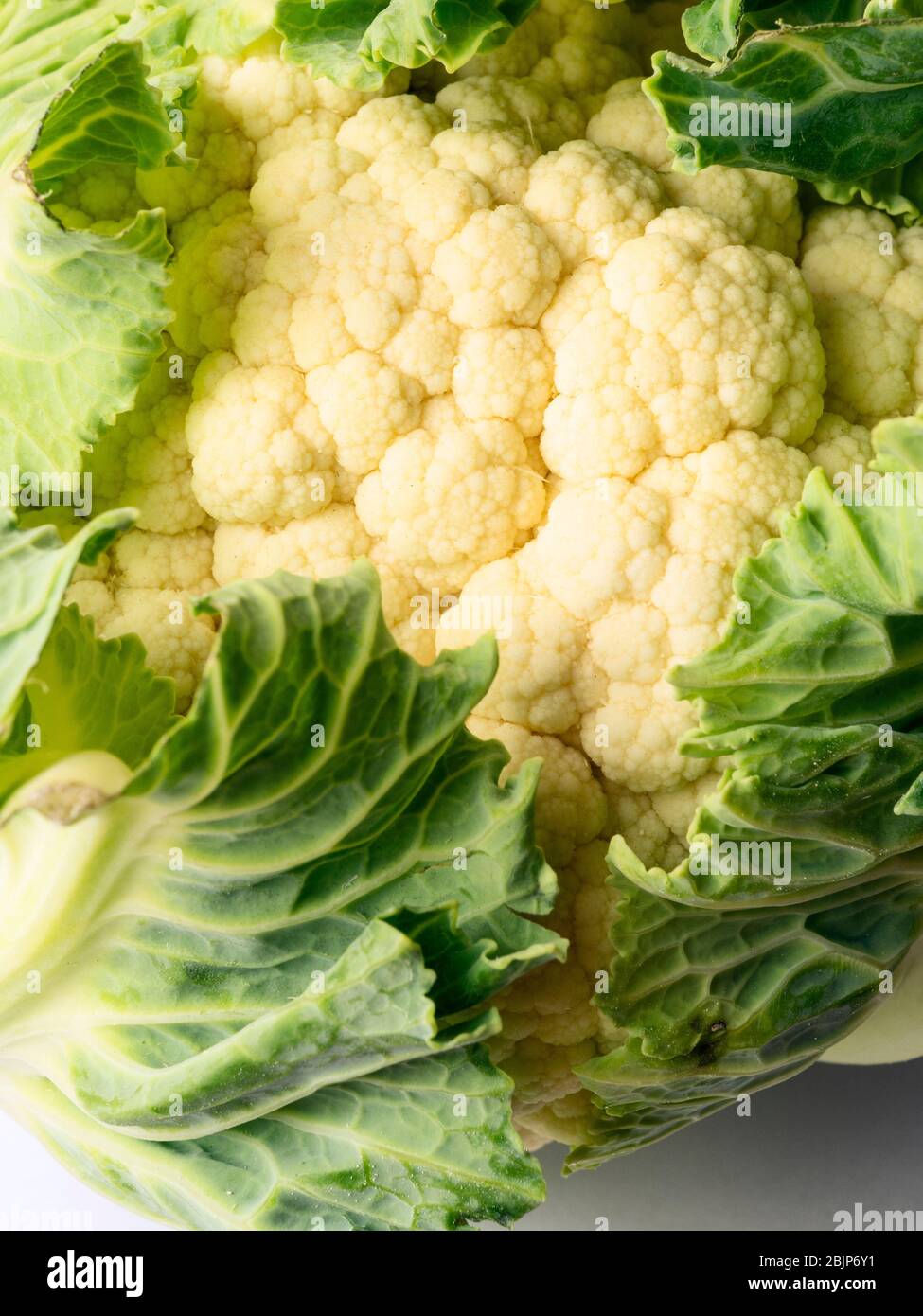 Una singola testa di cavolfiore bianca intera circondata da foglie Foto Stock