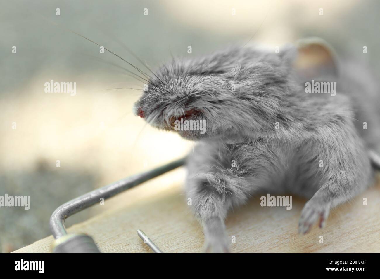 Mouse morto catturato in snap intrappola all'aperto, primo piano Foto Stock