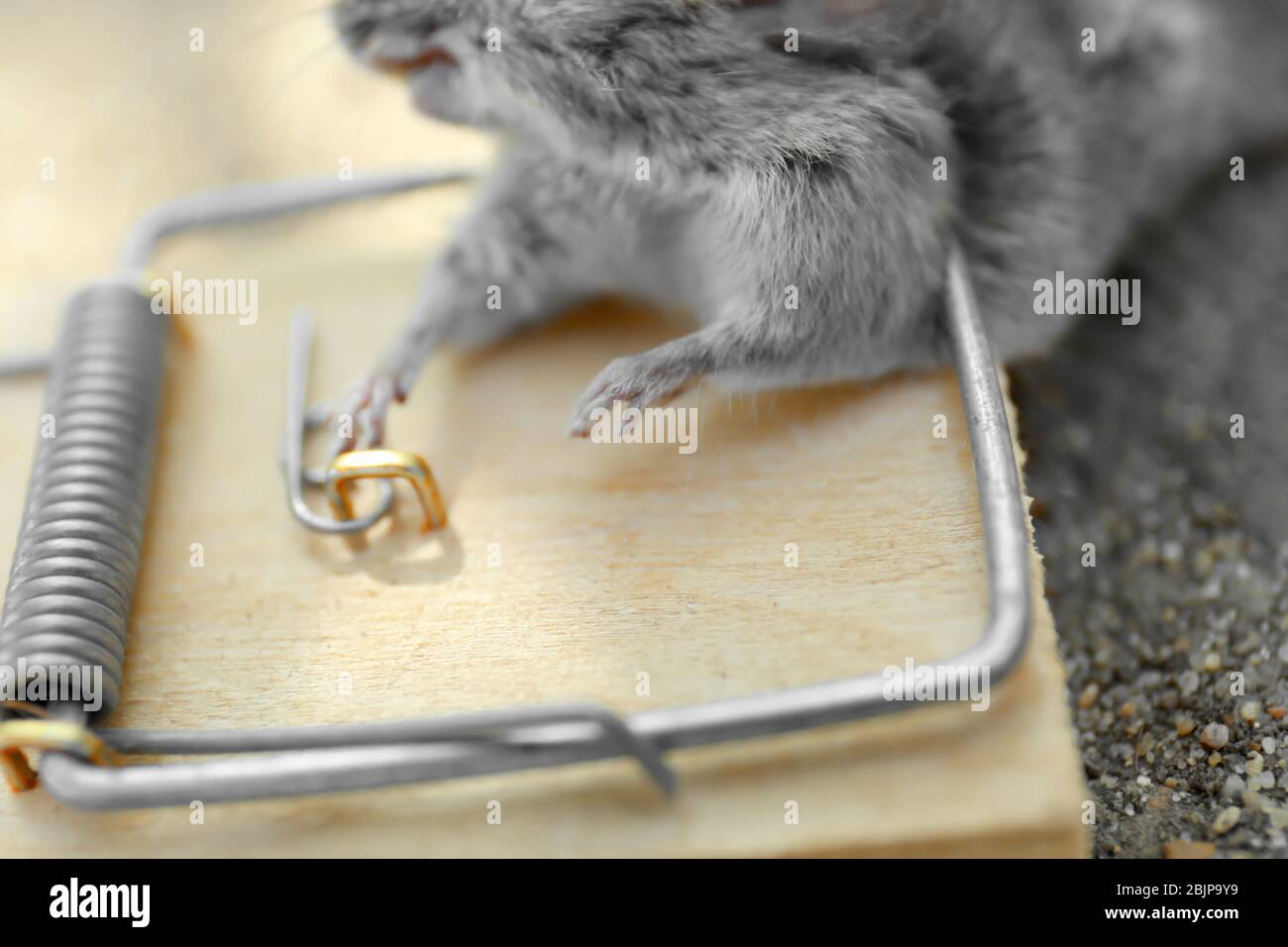 Mouse morto catturato in snap intrappola all'aperto, primo piano Foto Stock