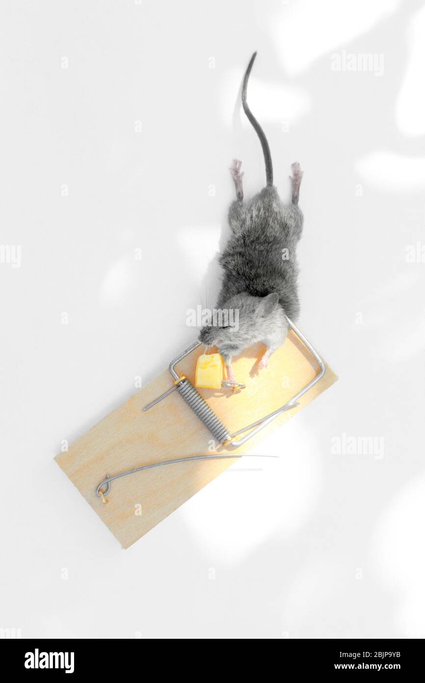 Mouse morto catturato in snap-trap, su sfondo bianco Foto Stock
