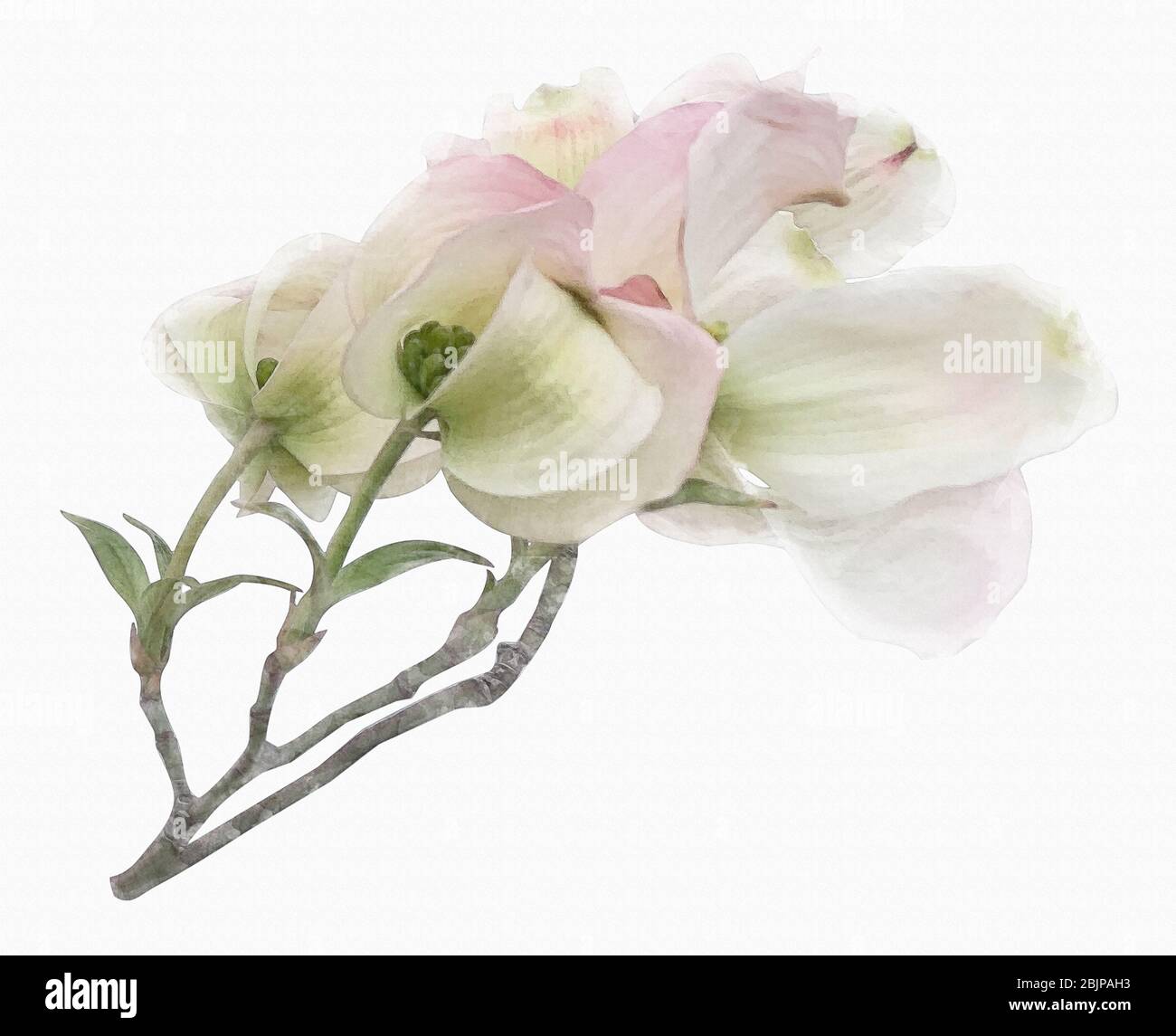 Bianco fioritura dogwood su ramo acquerello illustrazione foto effetto manipolazione, matrimonio invito disegno grafico clip art elemento isolato ba Foto Stock
