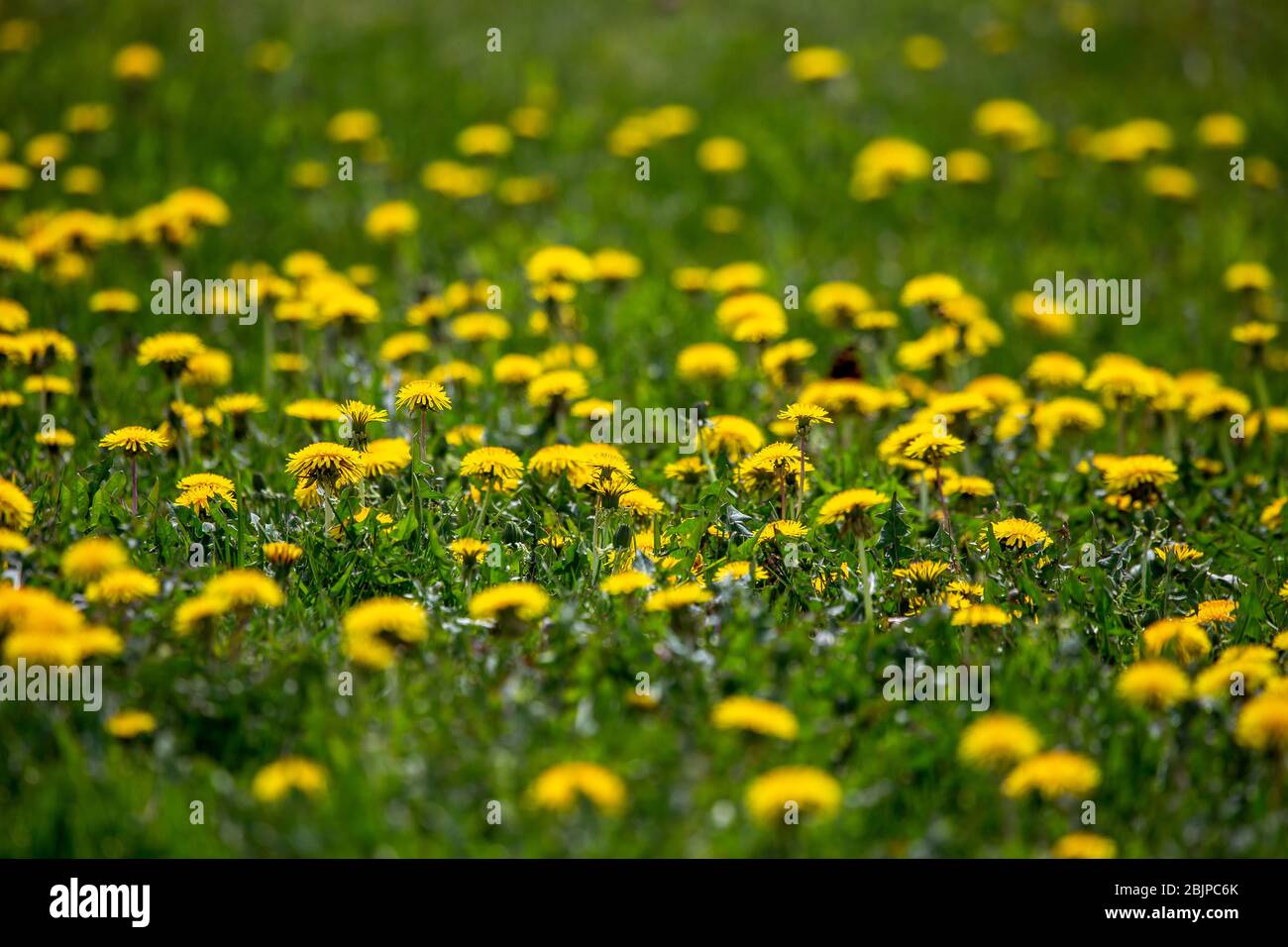 Fioritura di dandelion giallo tra erba verde sul prato all'inizio dell'estate. Prato verde coperto con dandelion giallo in primavera. Sfondo di campo verde Foto Stock