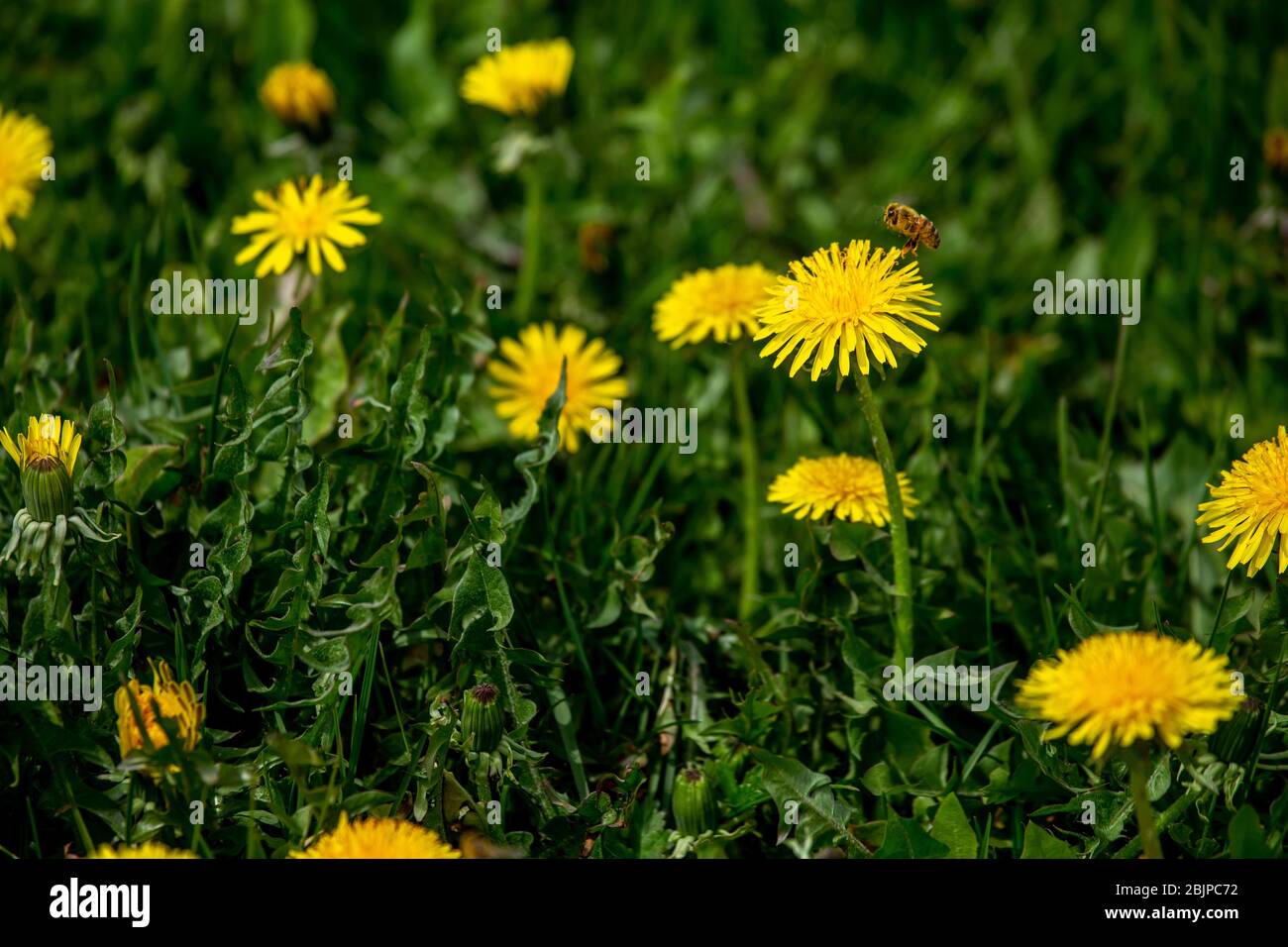 Fioritura di dandelion giallo tra erba verde sul prato all'inizio dell'estate. Prato verde coperto con dandelion giallo in primavera. Volo di api in prato wi Foto Stock