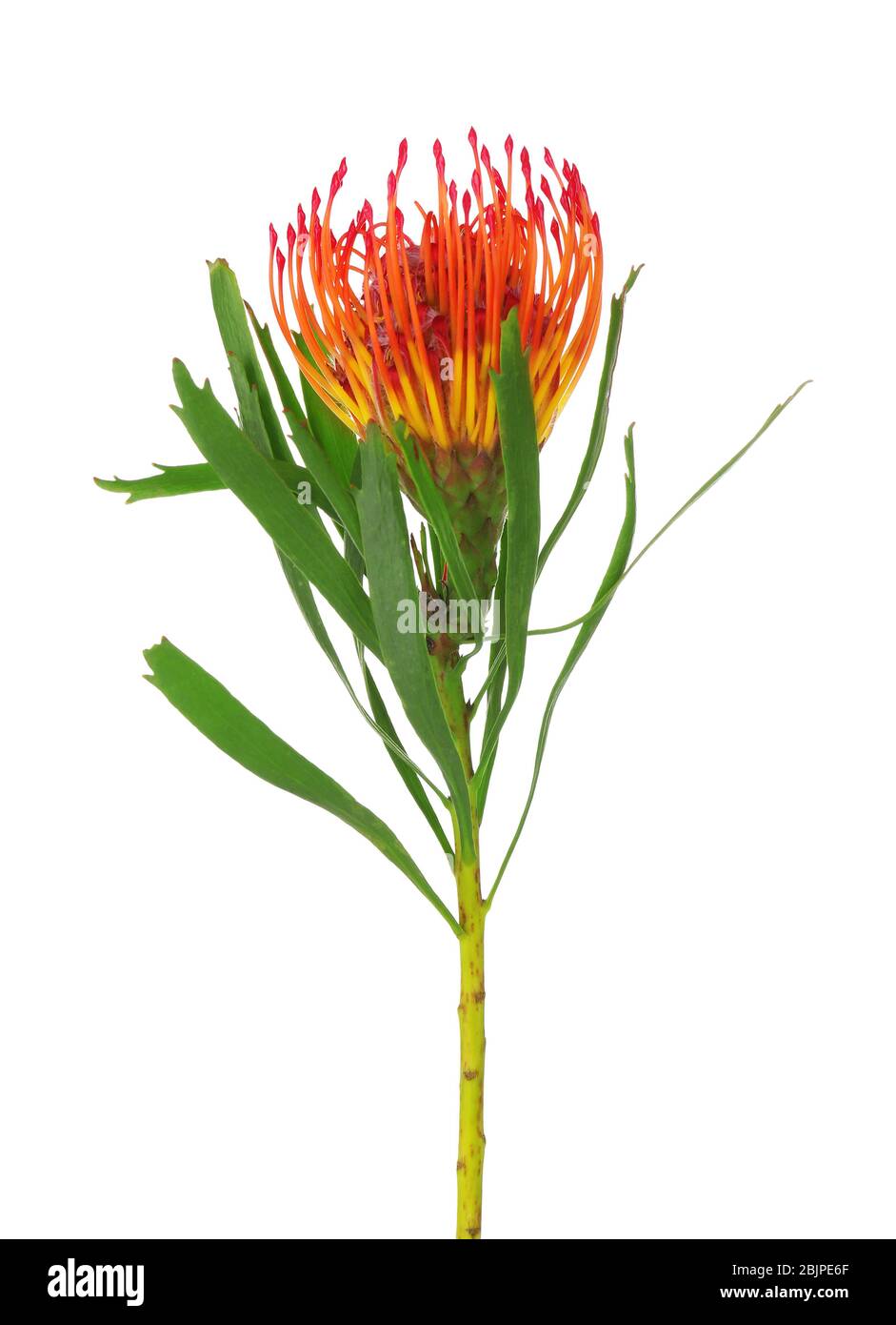 Leucospermum africano Protea fiore su sfondo bianco Foto Stock