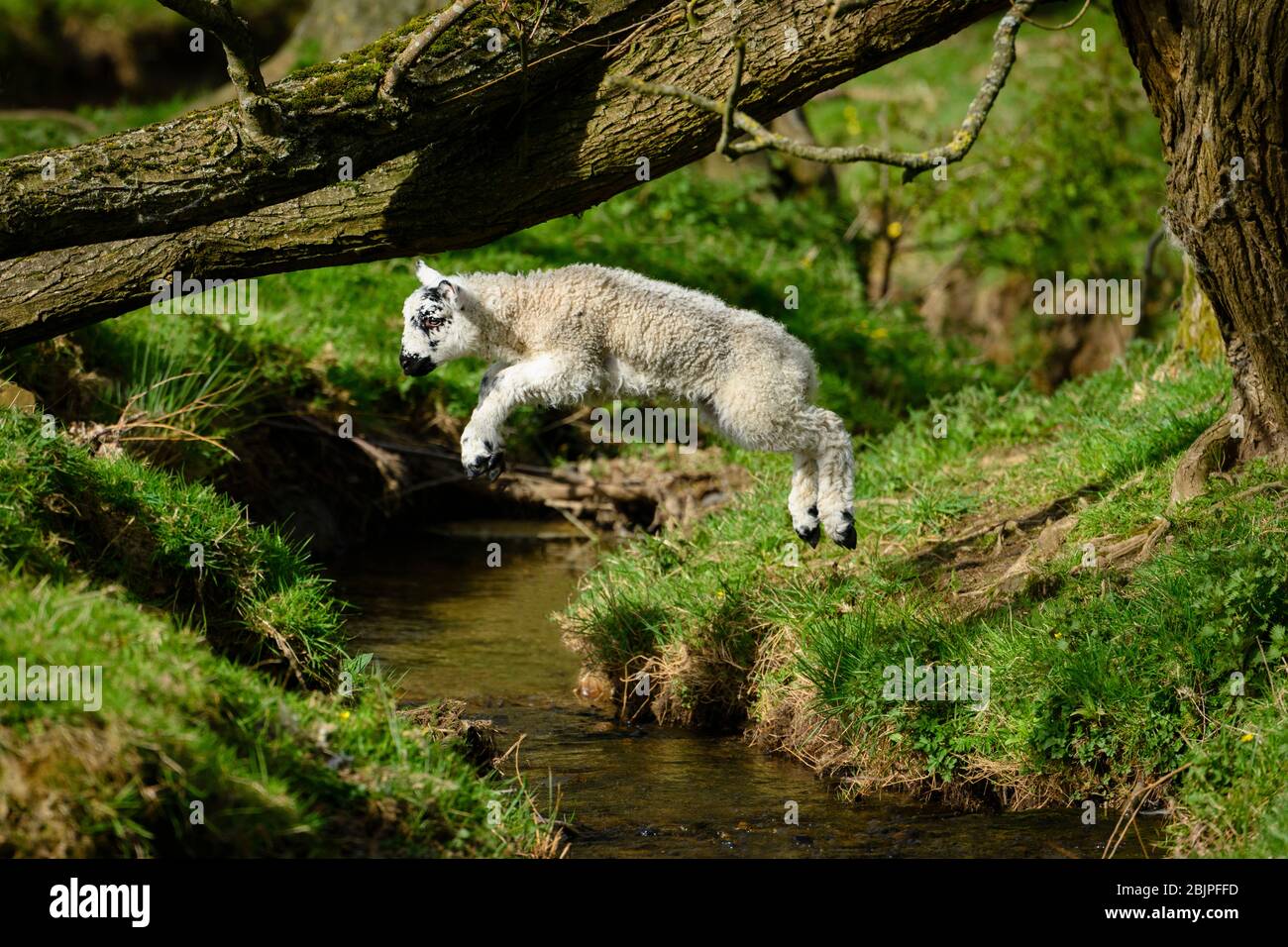 1 piccolo carino e senza paura agnello (pecora del bambino) a metà aria, saltando attraverso l'acqua corrente in campo agricolo in primavera - Yorkshire, Inghilterra, Regno Unito. Foto Stock