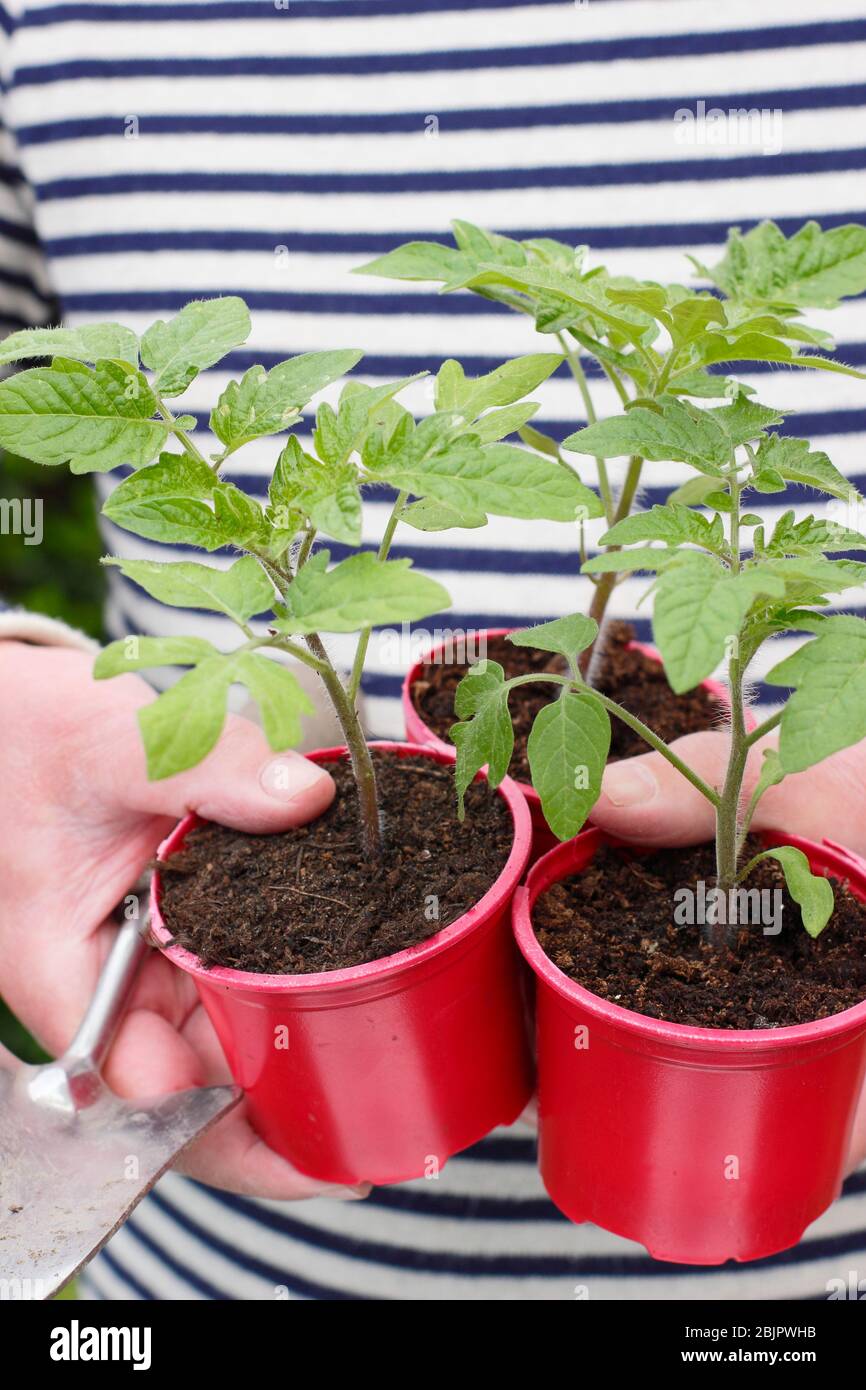 Solanum lycopersicum 'Alicante'. Piante di pomodoro giovani in pentole di plastica riutilizzate pronte per trapiantare in un vaso più grande o in un sacco di crescere. REGNO UNITO Foto Stock