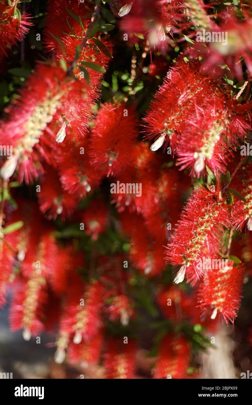 Melaleuca citrina, comunemente conosciuta come comune rosso, cremisi o limone bottlebrush, è ampiamente coltivato, non solo in Australia, spesso come una specie di Call Foto Stock