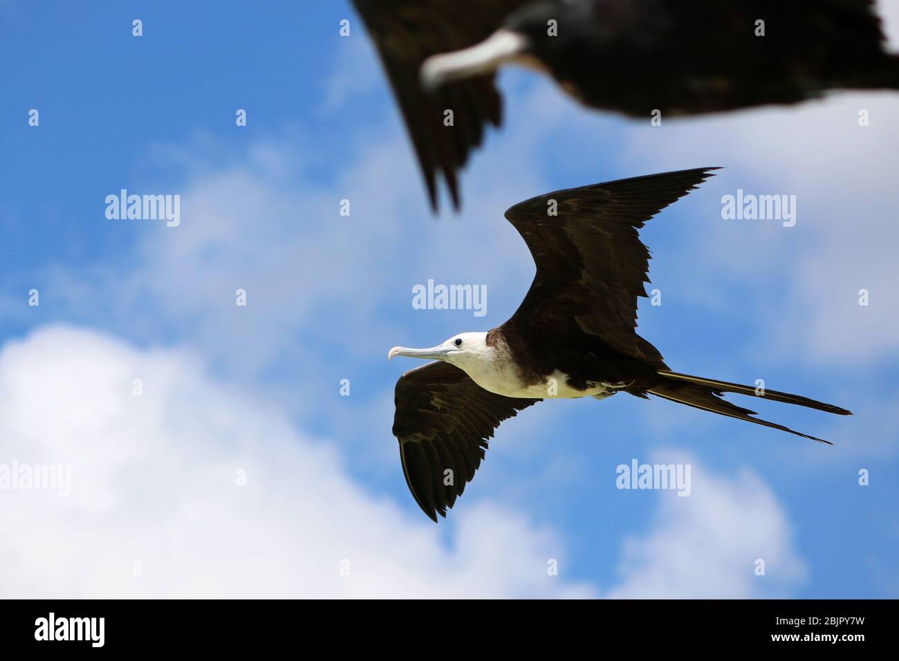 Giovane fregata magnifico uccello in volo (Fregata magnificens, Mathews, 1914). Campione maschile in primo piano. Foto Stock