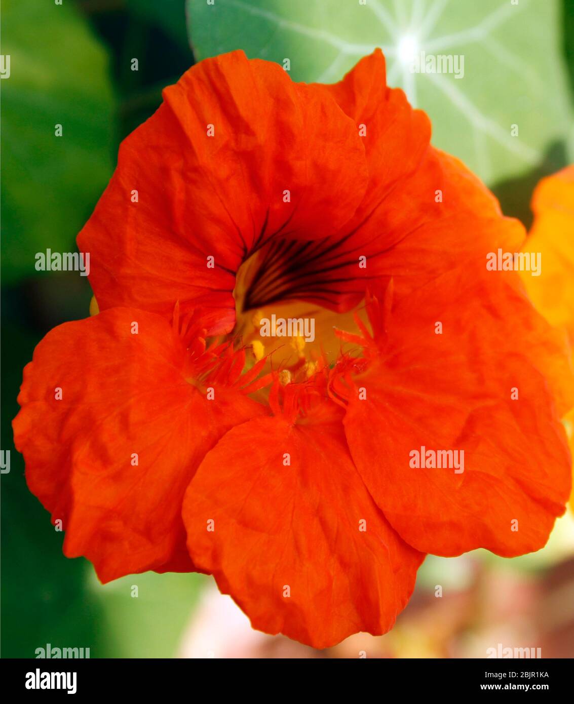 Primo piano della testa di fiori di nasturzio arancione in primavera Foto Stock