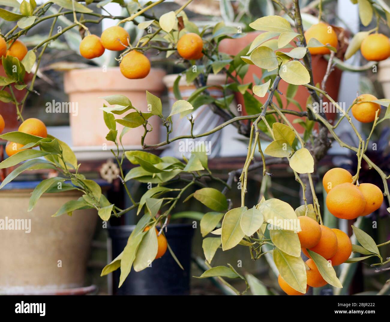 Clementine frutta che cresce su agrumi Foto Stock