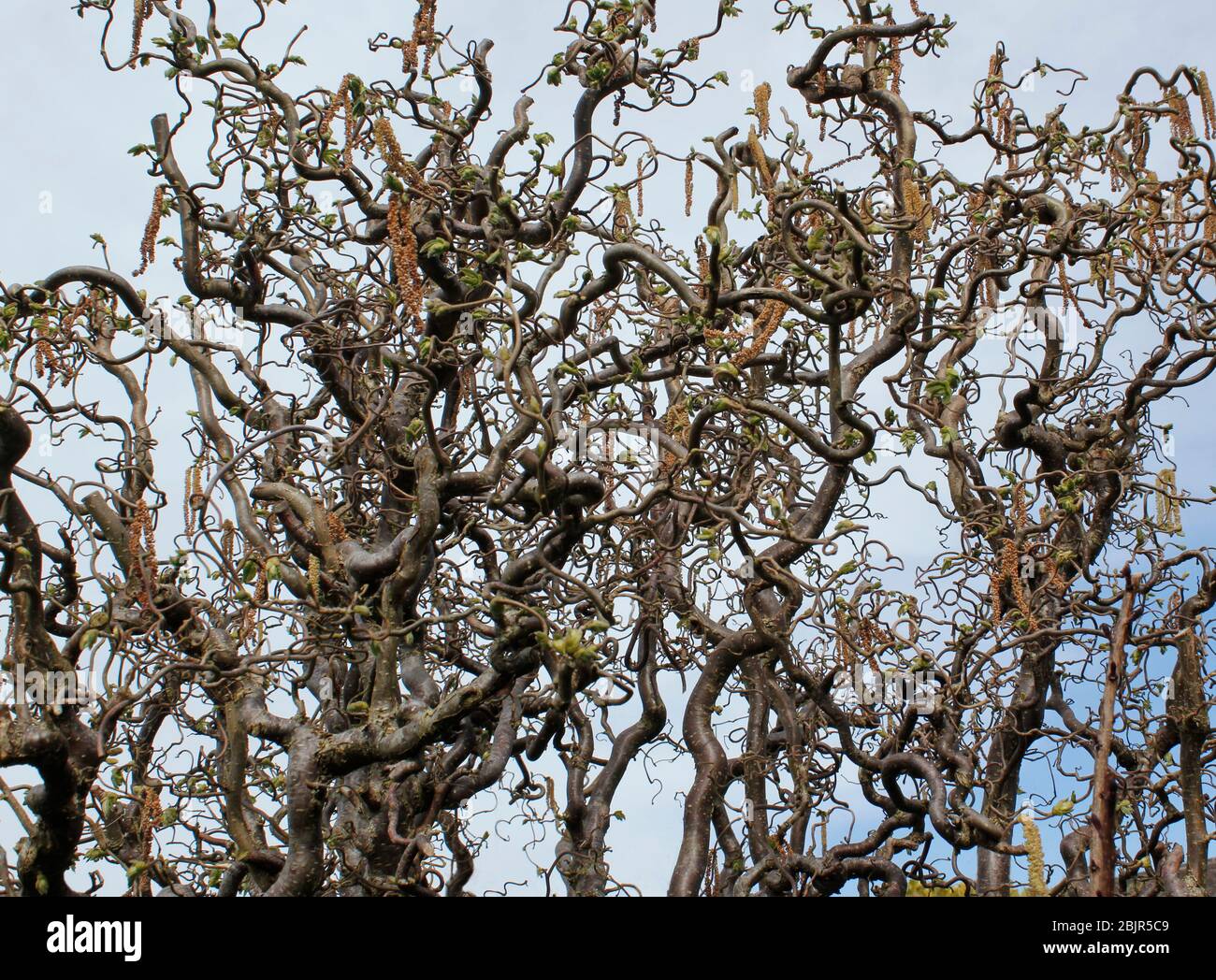 Cavatappi Corylus avellane 'Conta' albero di Hazel in primavera che mostra catkins maschi gialli Foto Stock