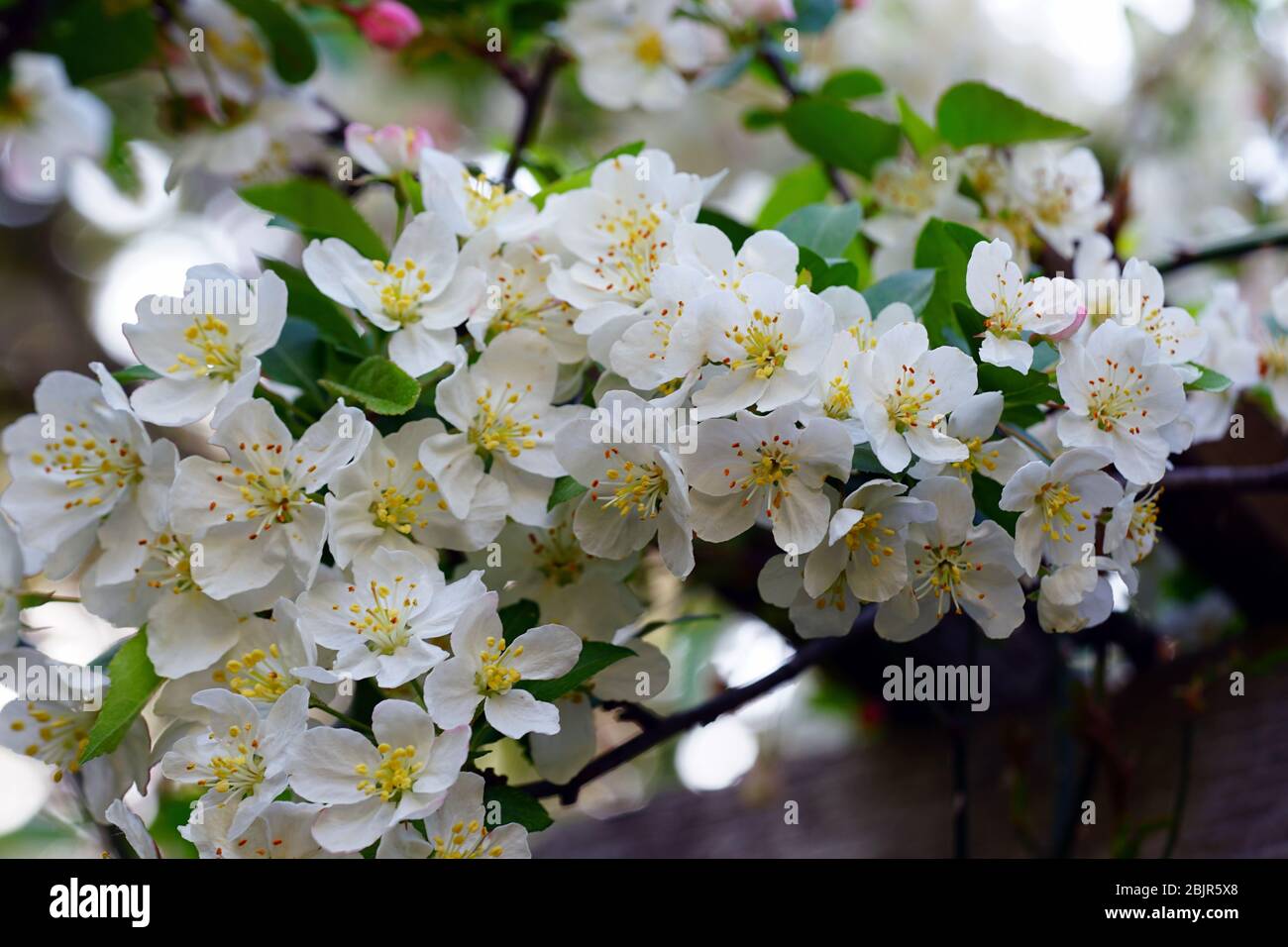 Fiori bianchi e rosa di un albero di pruno di granchio in primavera Foto Stock
