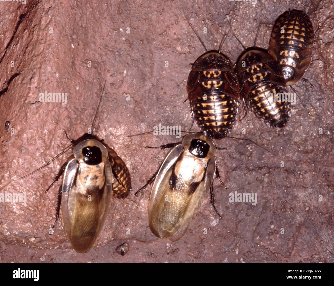 Scarafaggio da caverna gigante dell'America centrale (Blaberus giganteus), conosciuto anche come scarafaggio brasiliano Foto Stock