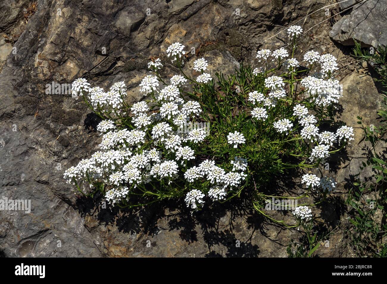 Iberis sempervirens giardino roccioso, pianta che cresce in roccia Foto  stock - Alamy