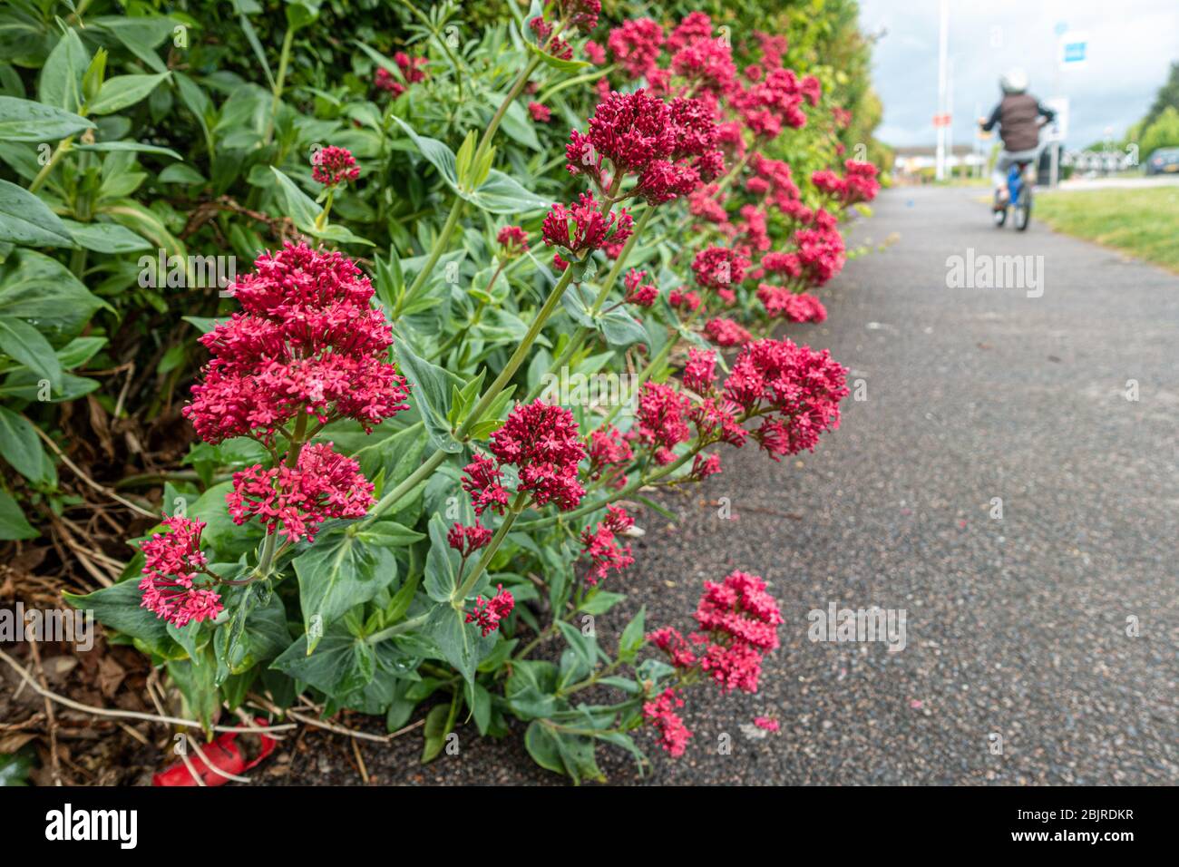 Centranthus Ruber, noto anche come Valerian cresce accanto a un sentiero pubblico. Valeriano è un'erba che può essere usata come rimedio erboristico per l'insonnia. Foto Stock