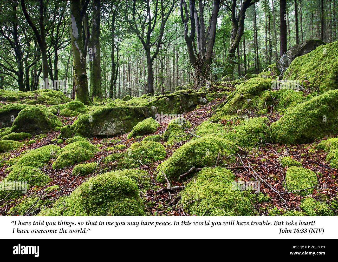 Un lussureggiante pavimento di foresta verde con rocce ricoperte di muschio e. caduta delle foglie autunnali Foto Stock