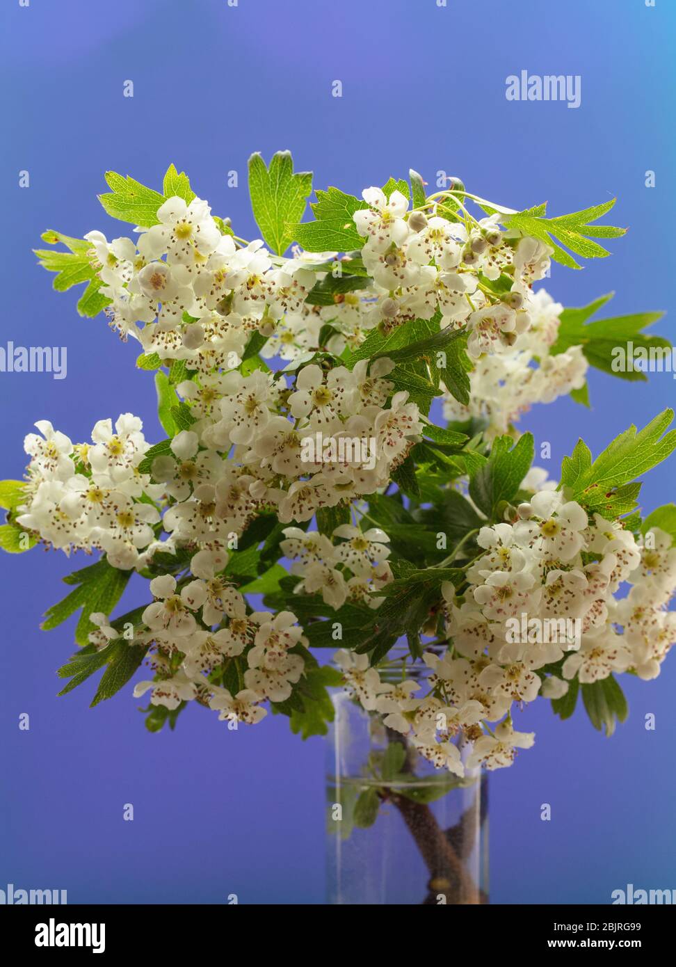 Fiori di biancospino in vaso di vetro contro un unico colore di sfondo. Foto Stock