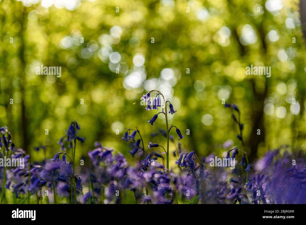 Immagine di guglia con una profondità di campo bassa e bokeh sullo sfondo Foto Stock