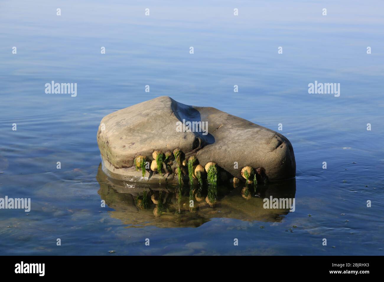 Limpette (patella vulgata) su una roccia nel mare irlandese, Scozia, Regno Unito. Foto Stock