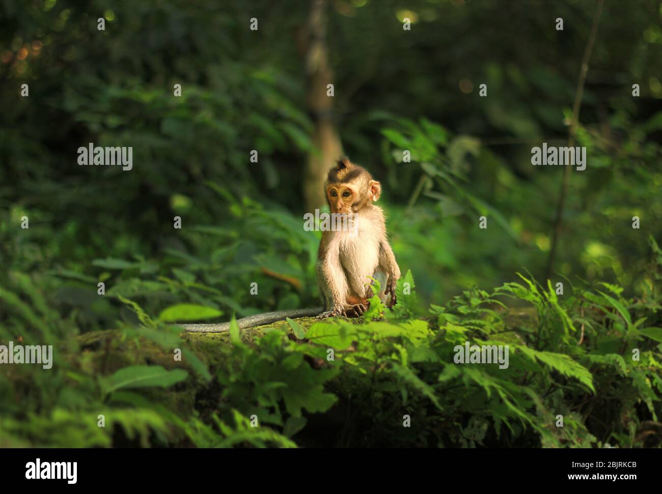 Primo piano Ritratto di scimmia del bambino nella foresta delle scimmie di Ubud, Bali, Indonesia Foto Stock