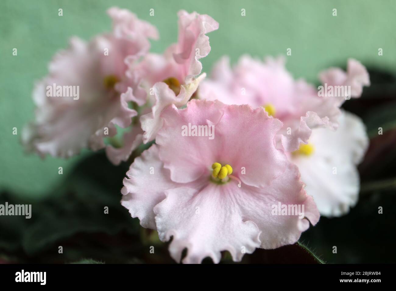 Viola africano rosa con petali delicati, balze gialle e foglie verdi, viola rosa con sfondo parete verde, primavera viola africano macro, floreale Foto Stock