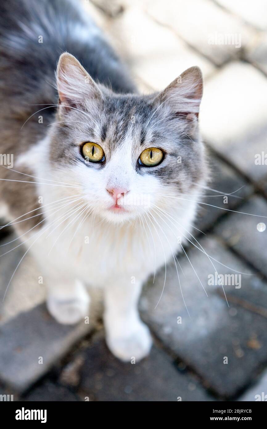 Un gatto grigio e bianco con occhi gialli sulle strade di Fez, Marocco Foto Stock