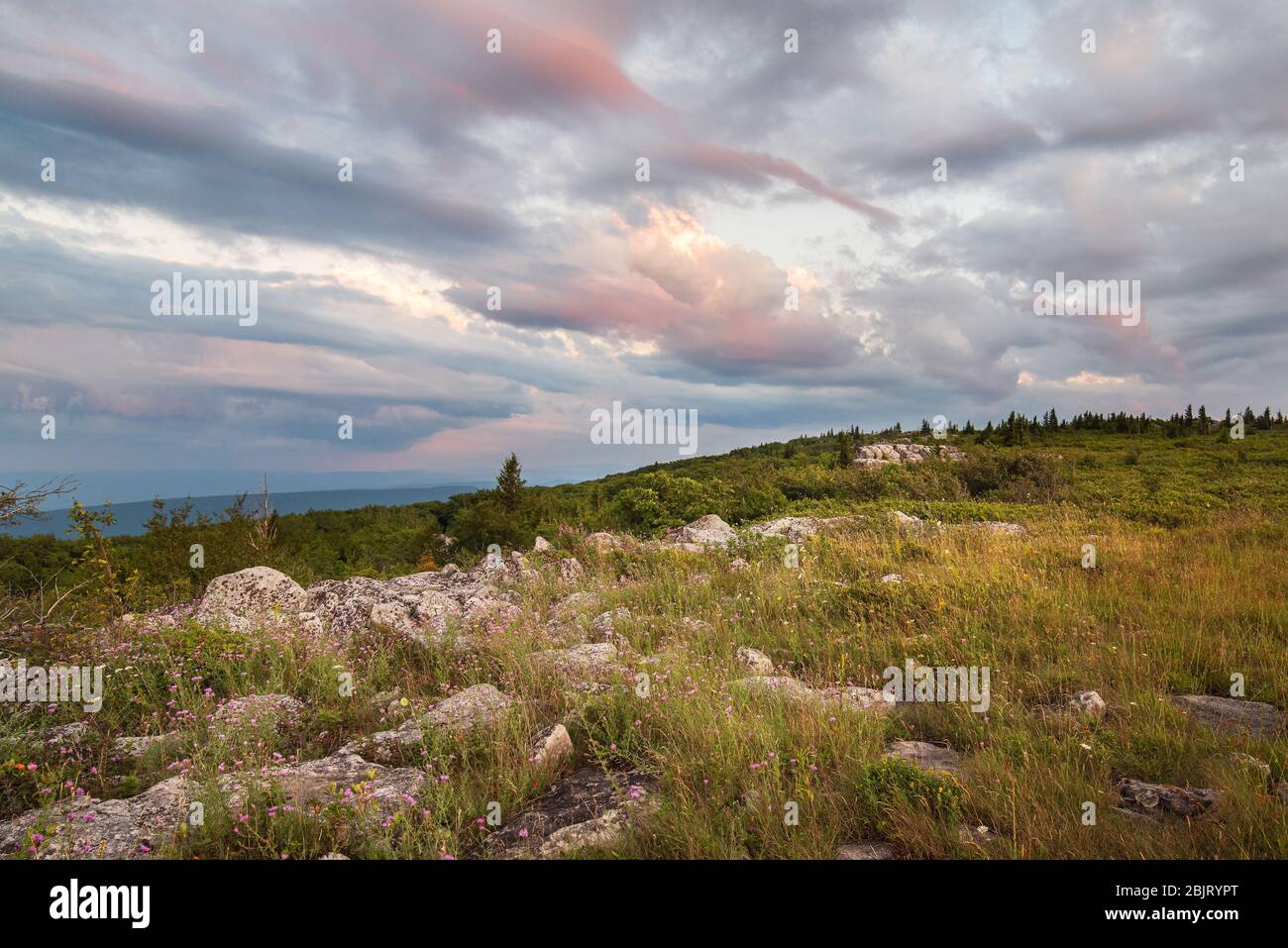 Un affioramento roccioso sulla cima della montagna presso la Dolly Sods Wilderness Area in West Virginia Foto Stock