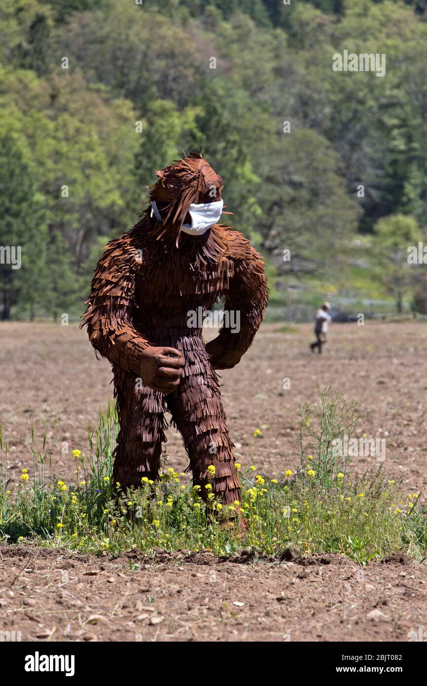 Bigfoot con maschera antivirus COVID-19, che passa attraverso il campo agricolo coltivato. Foto Stock