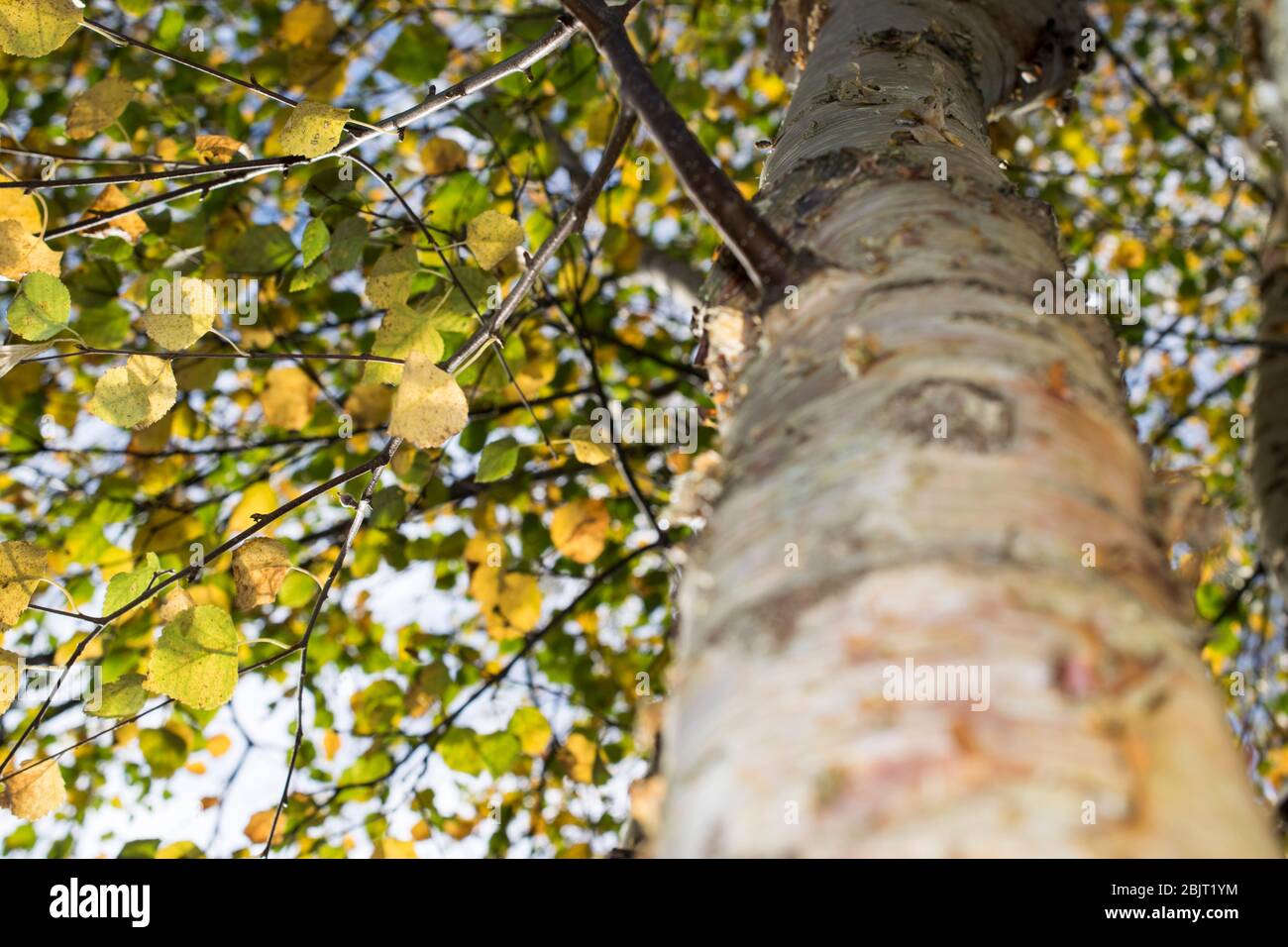 Albero dei colori della molla Foto Stock