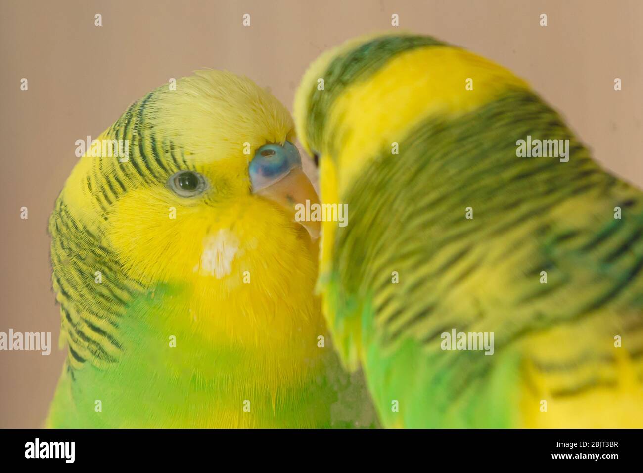 giallo-verde pappagallo domestico guardare in specchio sporco primo piano Foto Stock