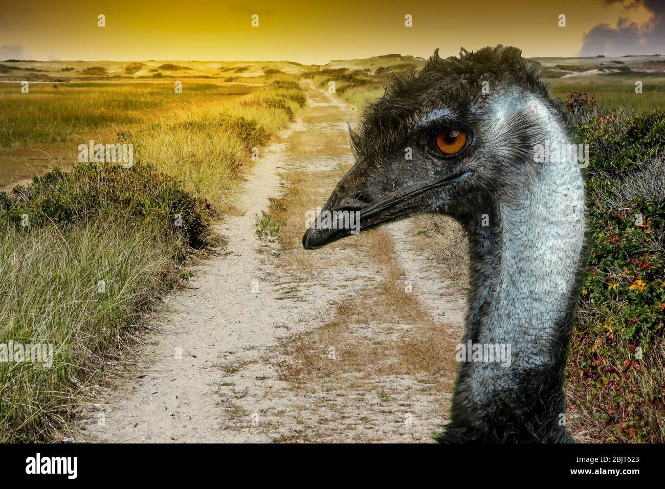 Strada per dune di sabbia con emu e luce del sole Foto Stock