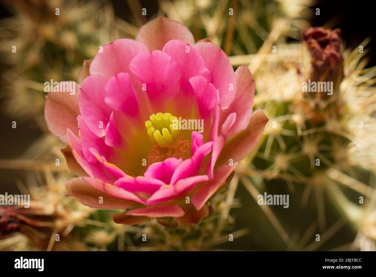 Un fiore di cactus hedgehog rosa fiorisce nel deserto. Foto Stock