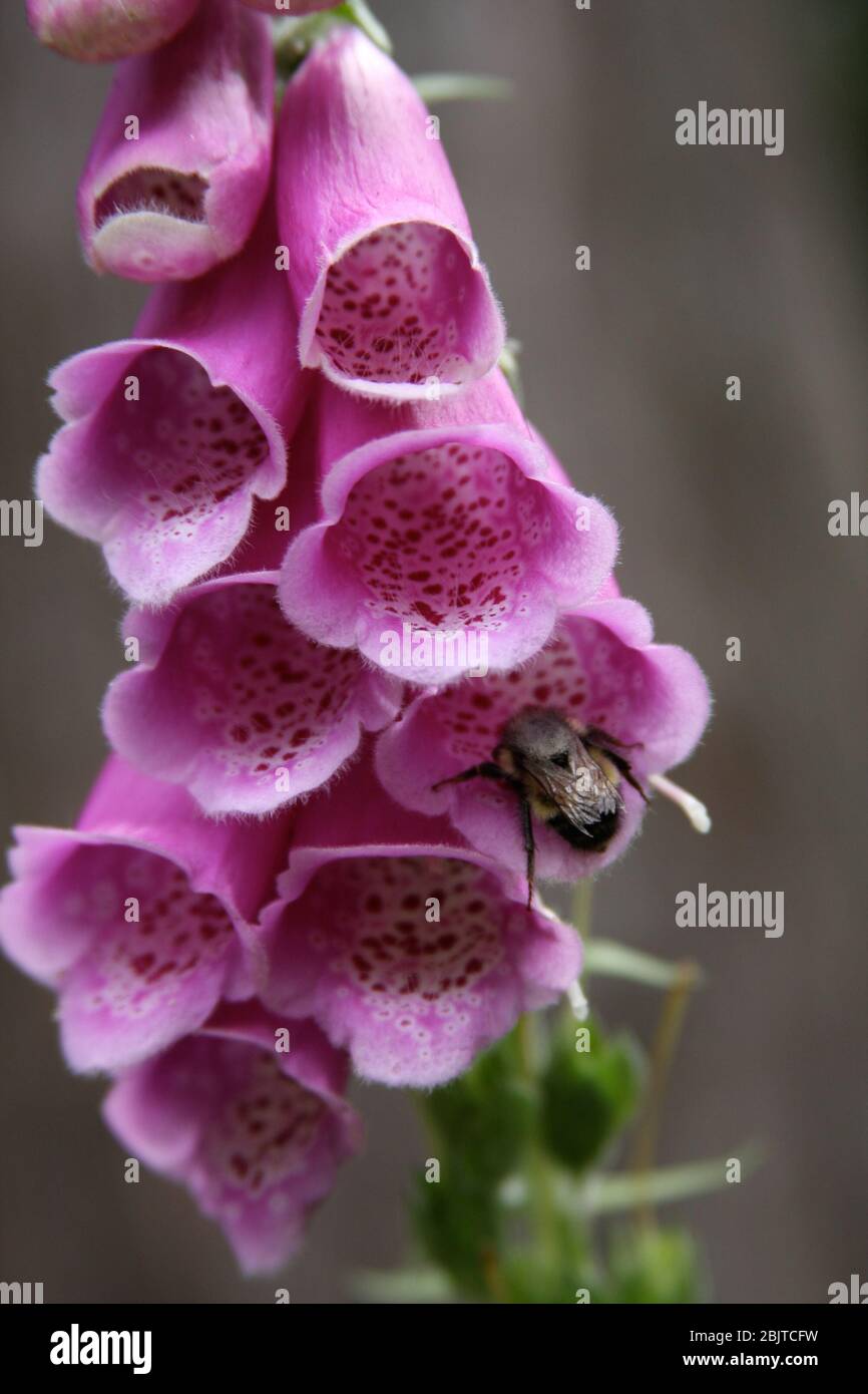 Un gruppo di fiori rosa di volpe, uno che ospita un'ape, sono isolati contro uno sfondo sfocato. Foto Stock