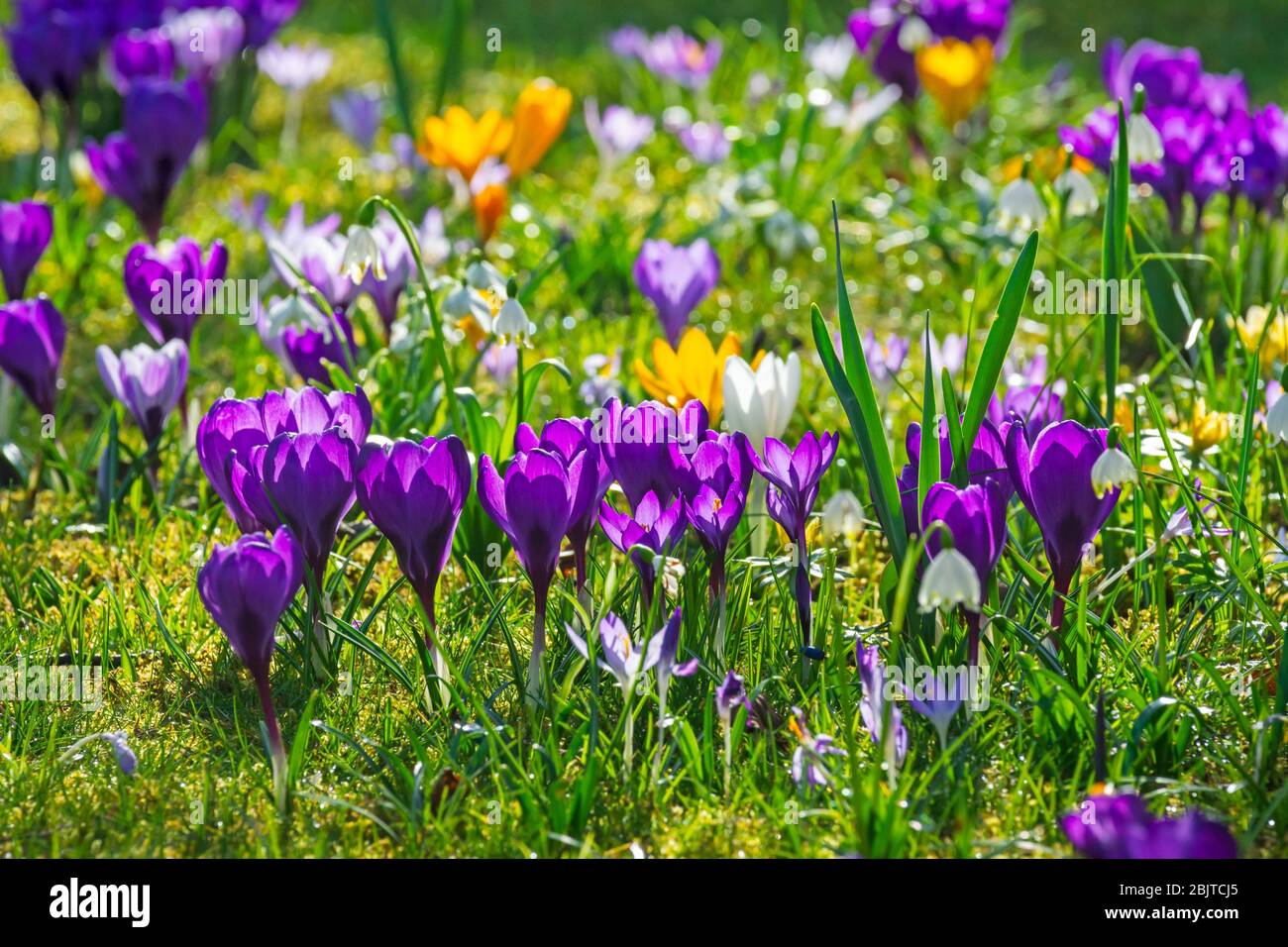 Fiorente prato primaverile con vari fiori di croco Foto Stock