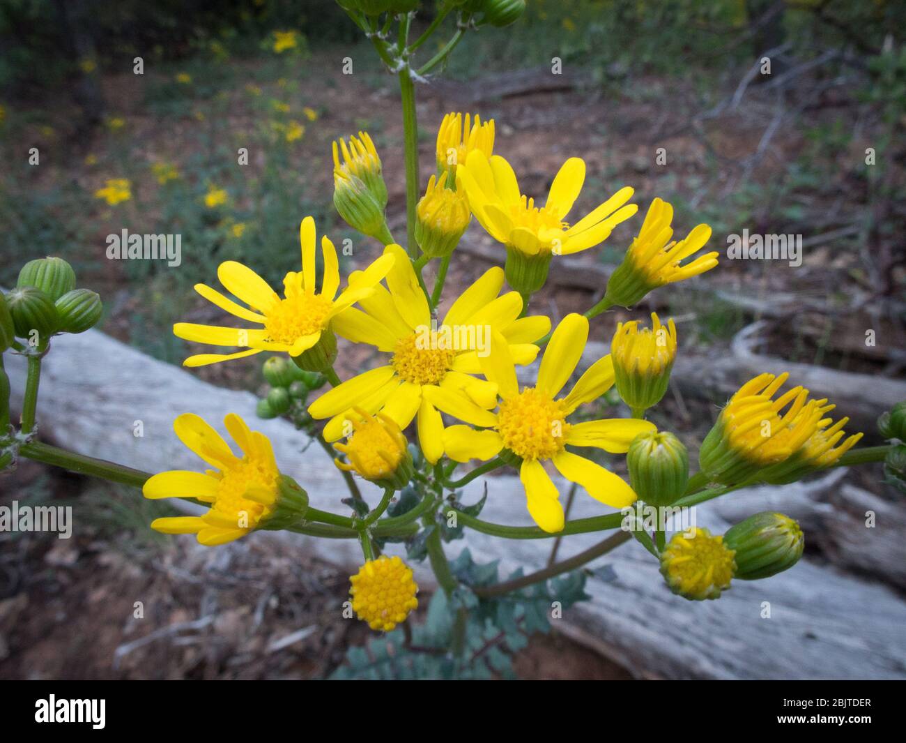 Un lotto di ragnatela a foglia rotonda coltivata lungo un sentiero a Sedona, Arizona. Foto Stock