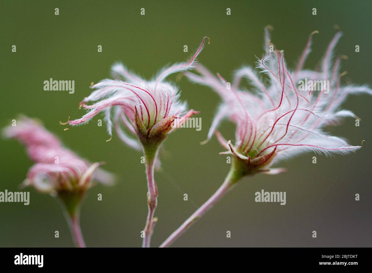 Fiori leggeri, di piume e capricci sono isolati su uno sfondo verde. Foto Stock